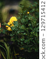 flowers of yellow bush chrysanthemums 129715412