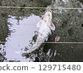 Scenery with a pond 129715480