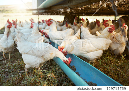 Chicken, farming and poultry on farm for agriculture, livestock and animal feed, nature and outdoor field. Sustainability, growth and green grass with free range birds, organic and natural food. Chicken, farming and poultry on farm for agriculture, livestock and animal feed, nature and outdoor field. Sustainability, growth and green grass with free range birds, organic and natural food. 129715769