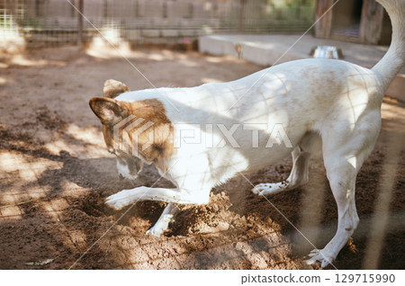 Dog playing in mud, dirt or sand for fun or digging in the outdoor backyard of a animal shelter Playful, nature and puppy with soil to dig in the yard at a local pet pound or home care for protection Dog playing in mud, dirt or sand for fun or digging in the outdoor backyard of a animal shelter Playful, nature and puppy with soil to dig in the yard at a local pet pound or home care for protection 129715990