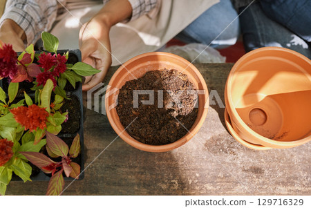 Woman, hands and pot with plants, gardening and flowers for landscaping, hobby or relax in backyard. Botany, leaves and healthy soil for growth, health and development of plant on table in Orlando 129716329