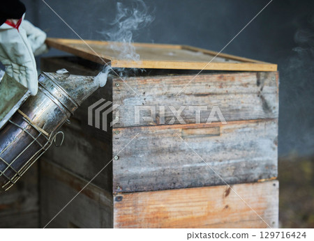 Beekeeping, smoke and wood box for bee farming with smoker tools for process to calm for maintenance and harvest of honey bees. Hand of beekeeper for manufacturing and production of honeycomb 129716424