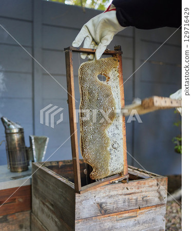 Bees, farm and beekeeper in honey production on an outdoor factory on a sustainable field. Beekeeping industry, farming and bee farmer manufacturing honeycomb with a organic process in nature. 129716429