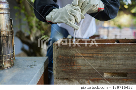 Beekeeper, hive tool and opening box, crate and storage to remove frame for honeycomb production process. Bees, insects and farmer hands collect wood container for harvest, sustainability and ecology 129716432