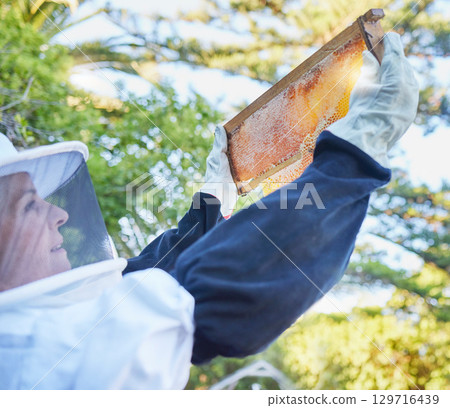 Bee farm, honey frame and woman checking honeycomb outdoors. Beekeeping, startup and female small business owner, farmer or employee in safety suit holding up beehive for inspection of harvest time. 129716439