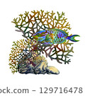 Rainbow big tropical parrot fish among multicolored mesh fire corals. Underwater sea view watercolor template for marine design, cards, posters, stickers, scrapbooking, textile, diving, snorkeling 129716478