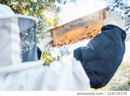 Honey, bees and bee farm employee with honeycomb frame ready for agriculture harvest and production. Sustainability, eco friendly and ecology farming in a garden for golden food product in nature 129716579