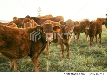 Cow, agriculture and animal on farm, countryside and cattle farming with organic beef, milk and meat industry. Field, grass fed and livestock with sustainability and food, agribusiness and natural. 129716741