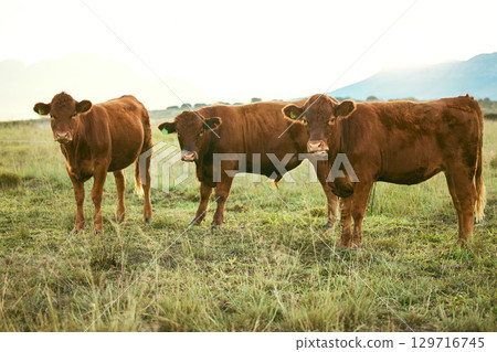 Group of cows, green grass or countryside field environment, sustainability field or agriculture Brazilian farm. Cattle, herd or bovine animals in dairy production, beef meat sales or food industry Group of cows, green grass or countryside field environment, sustainability field or agriculture Brazilian farm. Cattle, herd or bovine animals in dairy production, beef meat sales or food industry 129716745
