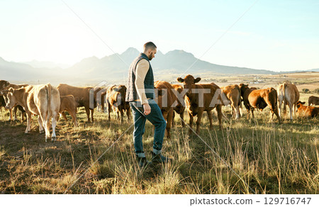 Man, farm and animals for travel in the countryside with cows for growth, production or live stock in the outdoors. Male traveler or farmer in agriculture business on grass field and cattle in nature 129716747