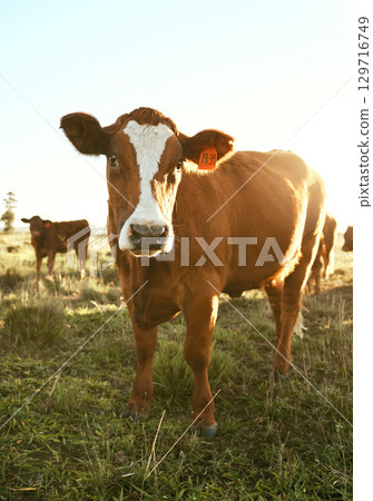 Cow, farm field and grass with outdoor sunshine, eating and grazing in herd for agriculture, beef or meat. Cattle livestock, farming and animal group in countryside for milk production, food and cows 129716749