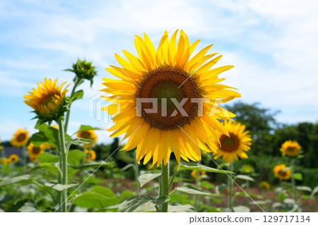 Sunflower flowers 129717134