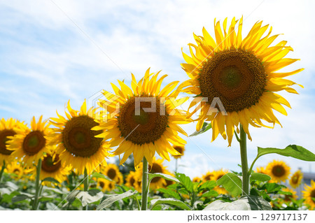 Sunflower flowers 129717137