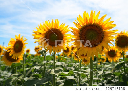 Sunflower flowers 129717138
