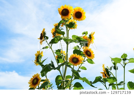 向日葵的花朵 129717139