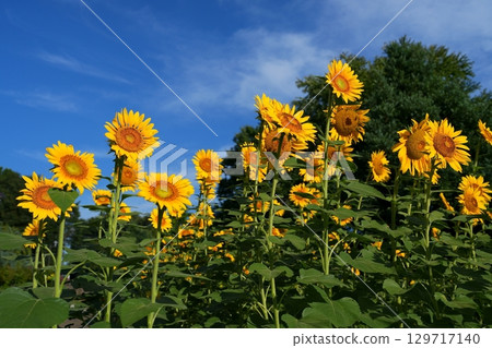向日葵的花朵 129717140