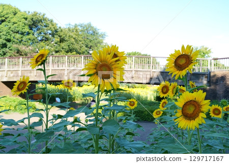 Sunflower flowers Sunflower flowers 129717167