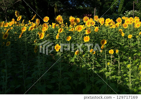 Sunflower flowers 129717169