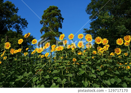 Sunflower flowers Sunflower flowers 129717170