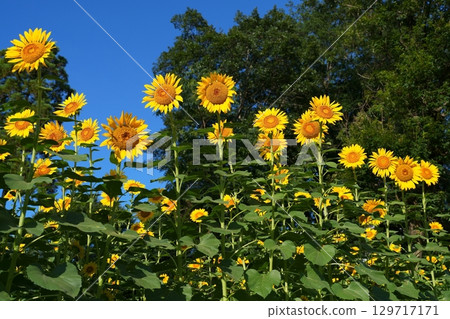 Sunflower flowers 129717171