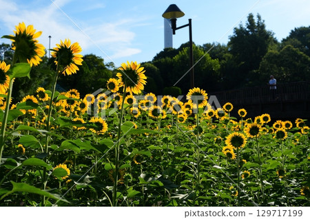 Sunflower flowers 129717199