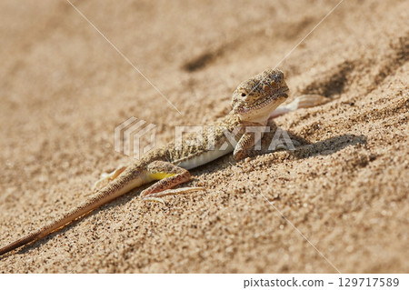 Desert lizard on sand. Phrynocephalus mystaceus reptiles 129717589