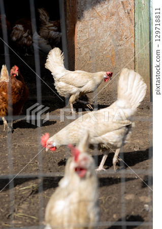 group of chickens peck the ground and grass in a pen. paddock is fenced with wire group of chickens peck the ground and grass in a pen. paddock is fenced with wire 129718811