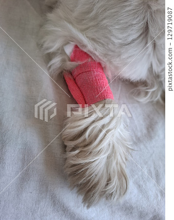 A small dog has its paw bandaged following a procedure to take a sample from a vein. The setting appears to be a veterinary clinic with careful attention to the animal's comfort. 129719087
