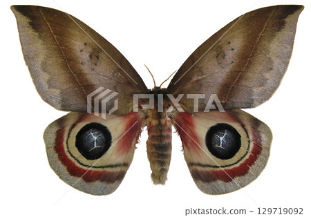 A female Saturnia Automeris metzi moth displays its colorful wings with detailed patterns against a plain background. This striking insect captures attention with its vibrant design. A female Saturnia Automeris metzi moth displays its colorful wings with detailed patterns against a plain background. This striking insect captures attention with its vibrant design. 129719092