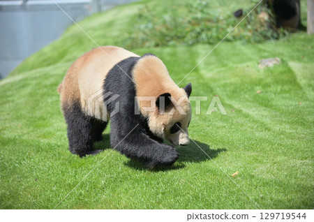 Akehama finds snacks 129719544