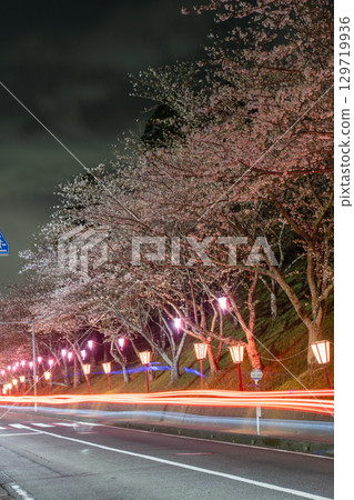 Illuminated cherry blossoms at night and car light trails at Omigawa Castle Park 129719936