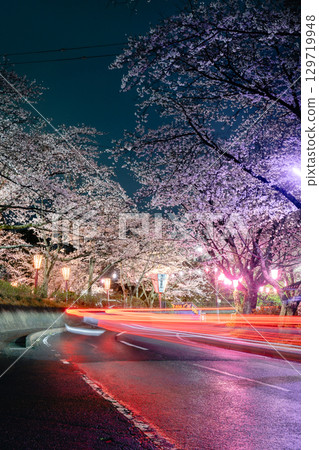 夜櫻燈光秀和小見川城公園的車燈小徑 夜櫻燈光秀和小見川城公園的車燈小徑 129719948