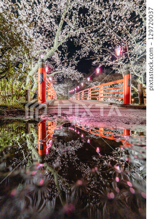 近見川城山公園的夜櫻與紅橋倒影 129720037