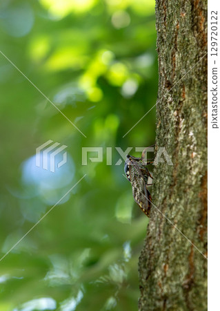Brown cicada Brown cicada 129720122