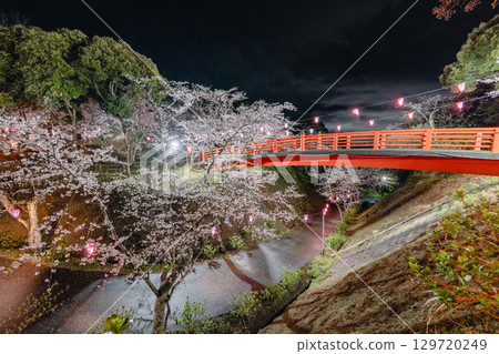 夜幕降臨，小見川城山公園的櫻花和紅橋被燈光點亮 129720249