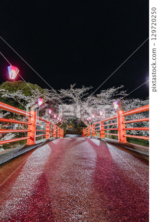 夜幕降臨,小見川城山公園的櫻花和紅橋被燈光點亮 夜幕降臨,小見川城山公園的櫻花和紅橋被燈光點亮 129720250