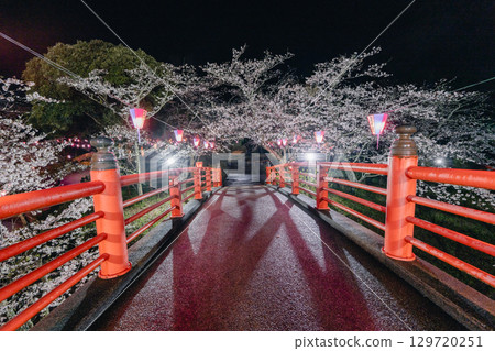 夜幕降臨,小見川城山公園的櫻花和紅橋被燈光點亮 夜幕降臨,小見川城山公園的櫻花和紅橋被燈光點亮 129720251