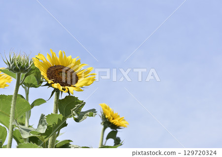 Sunflower Sunflower 129720324