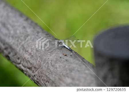 鹽卡拉通博 129720635