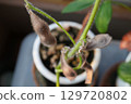 Brown, withered edamame beans 129720802