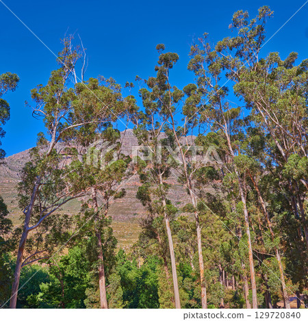 Nature environment, landscape and mountain with tree, blue sky and plants in summer outdoor in Australia. Sustainable, green ecology and mountain range, calm and natural beauty in spring and calm 129720840