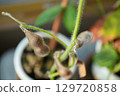 Brown, withered edamame beans 129720858