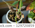 Brown, withered edamame beans 129720859