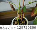 Brown, withered edamame beans 129720860