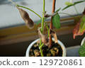 Brown, withered edamame beans 129720861