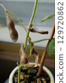Brown, withered edamame beans 129720862