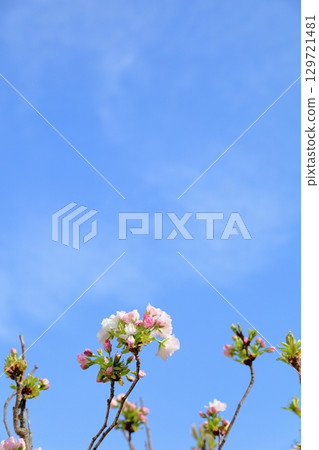 Refreshing double cherry blossoms Refreshing double cherry blossoms 129721481