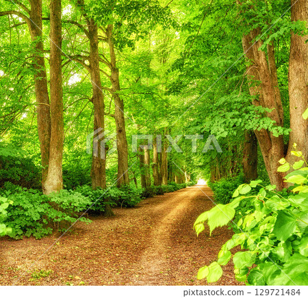 Nature, forest path and trees in calm woods, park or sustainable eco friendly environment background. Sustainability, leaves and Earth Day or travel landscape of natural countryside rainforest Nature, forest path and trees in calm woods, park or sustainable eco friendly environment background. Sustainability, leaves and Earth Day or travel landscape of natural countryside rainforest 129721484