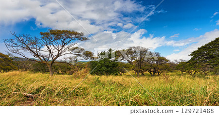 Nature, forest and landscape with blue sky background, trees and eco friendly outdoor environment in Africa. Woods, ecology or grass on field, plants and safari in kenya, savannah or natural wildlife Nature, forest and landscape with blue sky background, trees and eco friendly outdoor environment in Africa. Woods, ecology or grass on field, plants and safari in kenya, savannah or natural wildlife 129721488