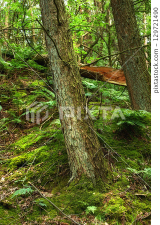 Background of tree trunk, pine forest and woods, nature and plants, green landscape and earth sustainability, ecology and leaves. Closeup western hemlock trees, bark and texture, moss and environment 129721490